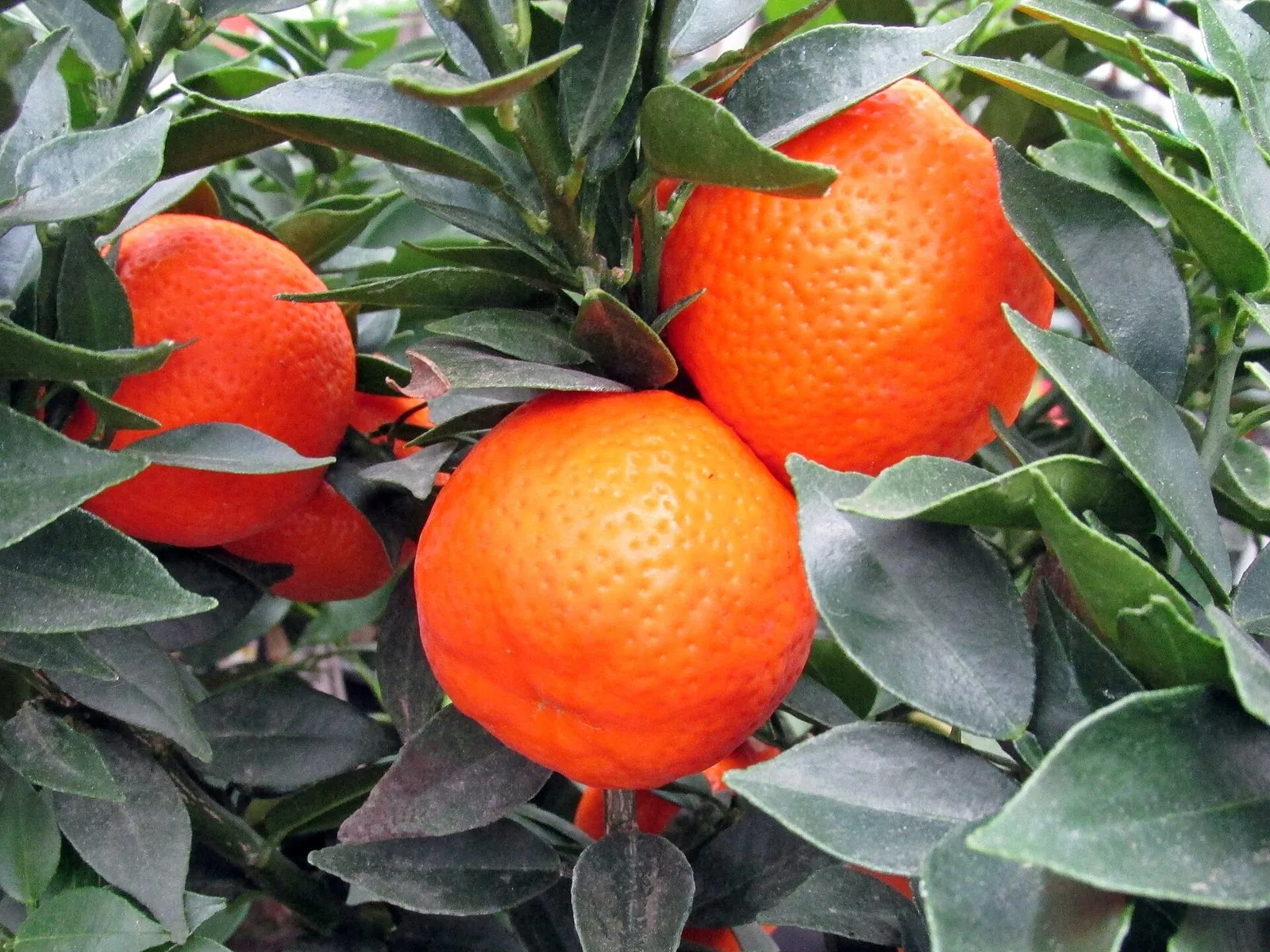 Tre clementine arancioni mature sui rami di un albero di agrumi