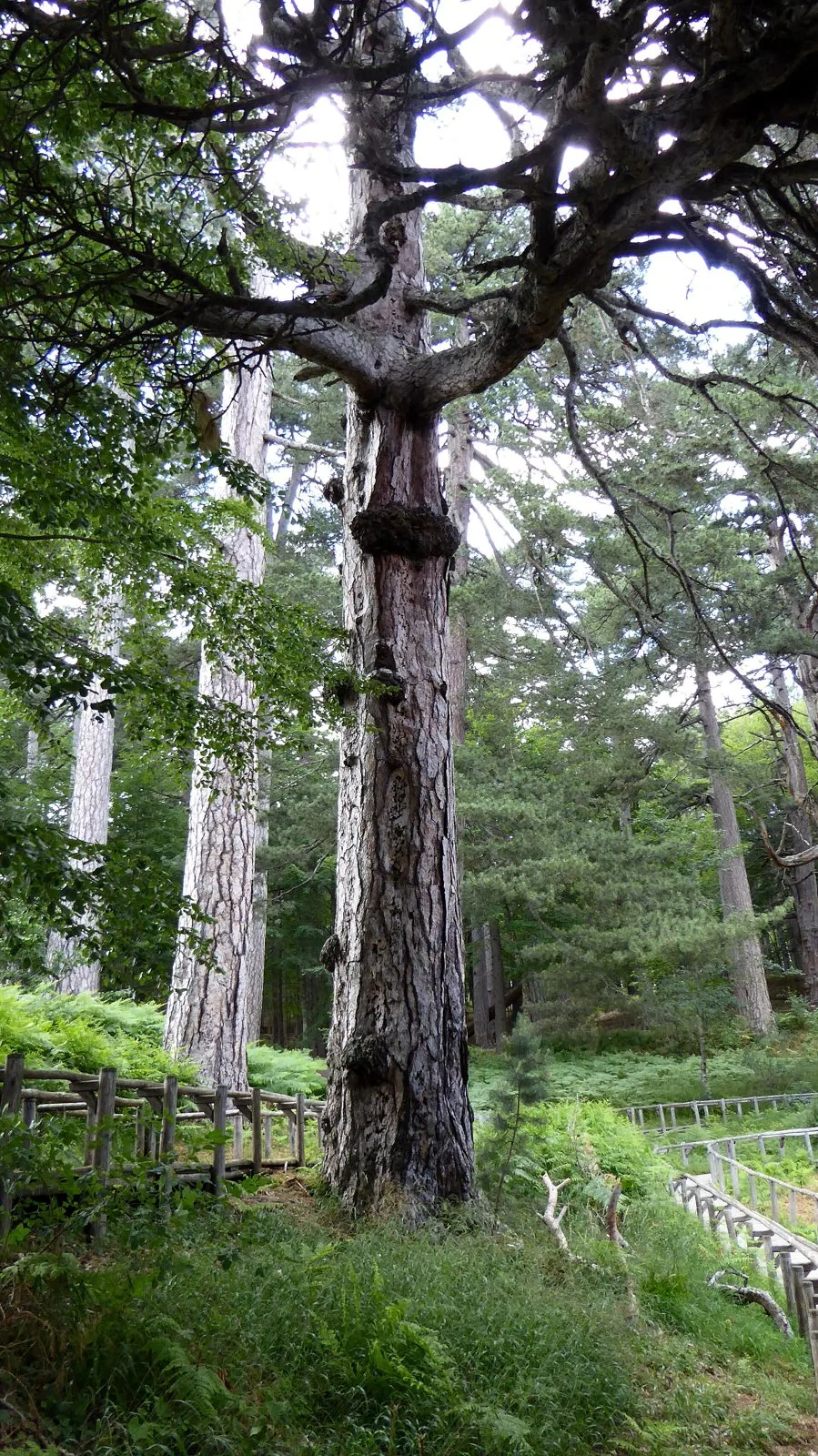 Tronco imponente di un pino laricio secolare tra gli alberi dei Giganti della Sila, con la staccionata del sentiero