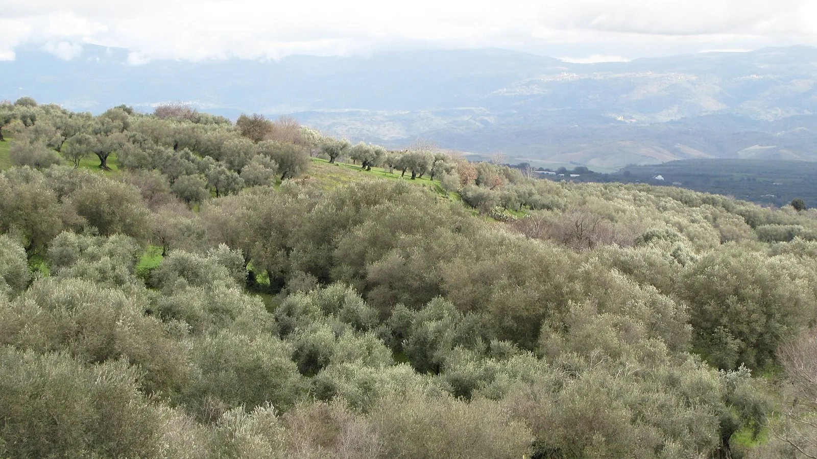 Distesa di ulivi sulle colline calabresi con montagne e nuvole all'orizzonte