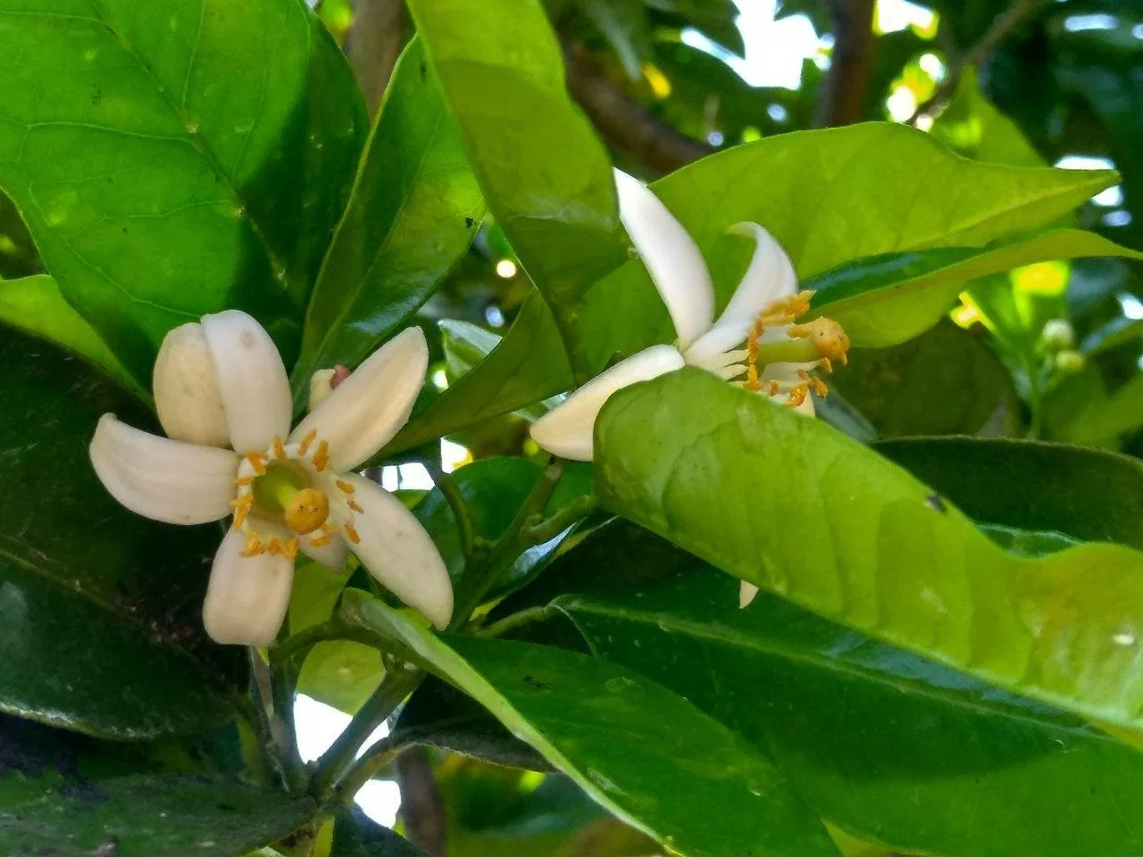 Due fiori bianchi di zagara tra le foglie lucide di un albero d'arancio